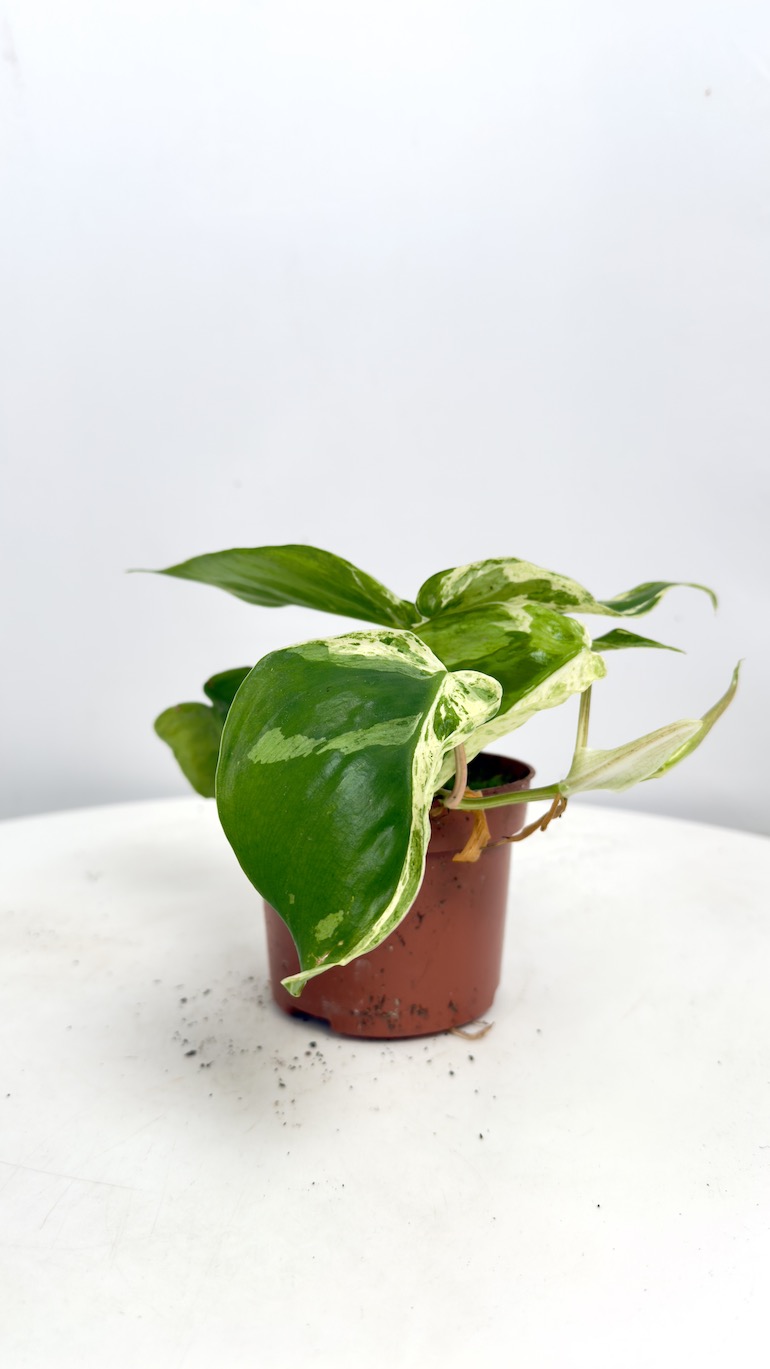 Philodendron Hederaceum Oxycardium Variegata | Sadzonka cięta