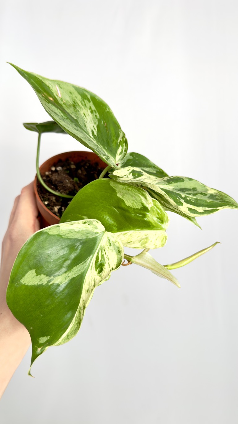 Philodendron Hederaceum Oxycardium Variegata | Sadzonka cięta