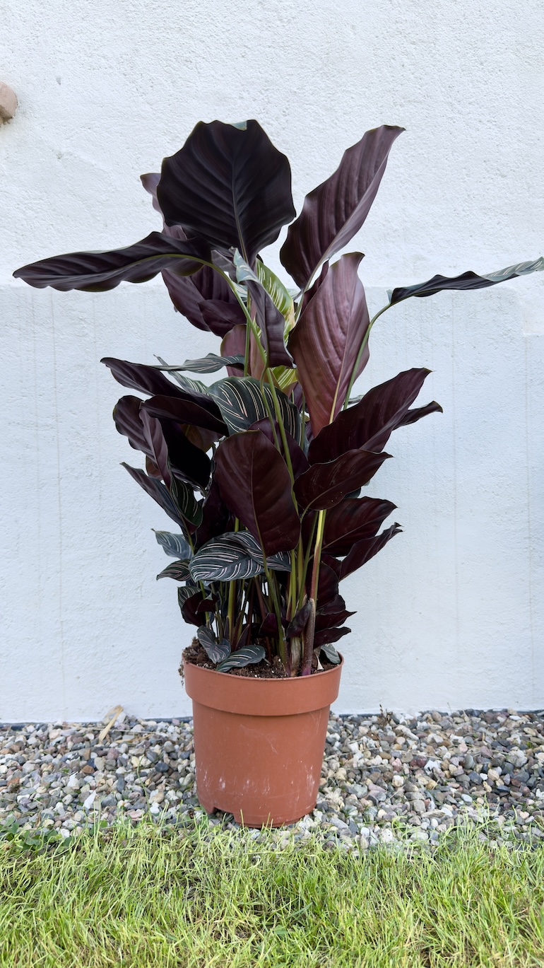 Calathea Sanderiana