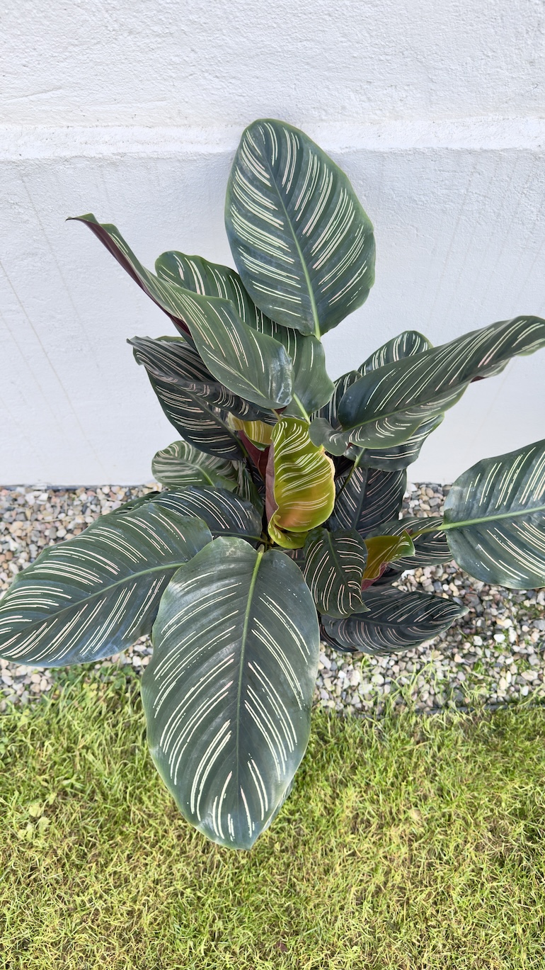 Calathea Sanderiana