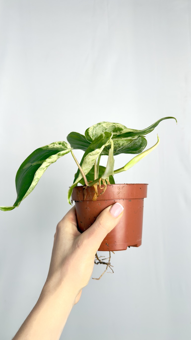 Philodendron Hederaceum Oxycardium Variegata | Sadzonka cięta