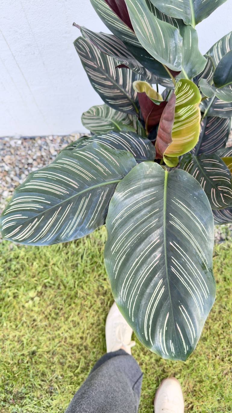 Calathea Sanderiana