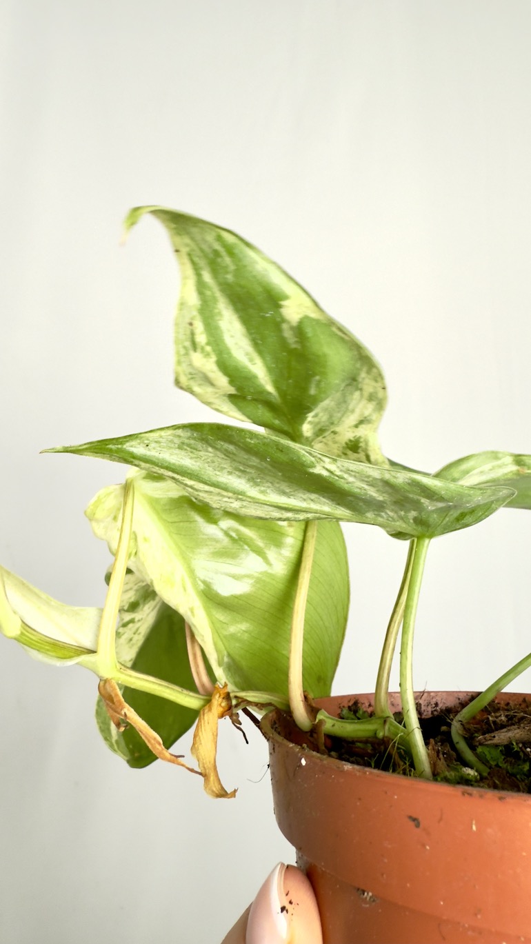 Philodendron Hederaceum Oxycardium Variegata | Sadzonka cięta