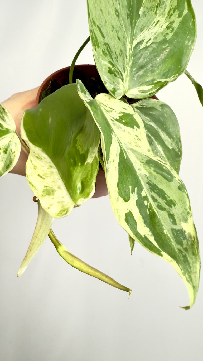 Philodendron Hederaceum Oxycardium Variegata | Sadzonka cięta