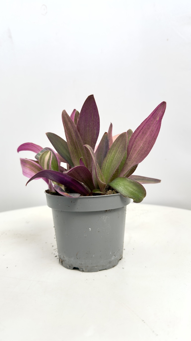 Tradescantia Purple Heart