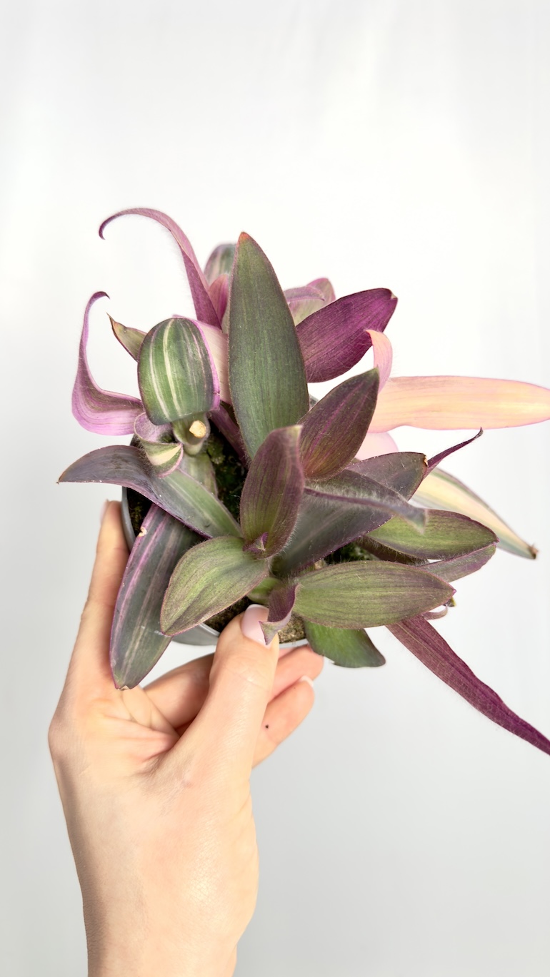 Tradescantia Purple Heart