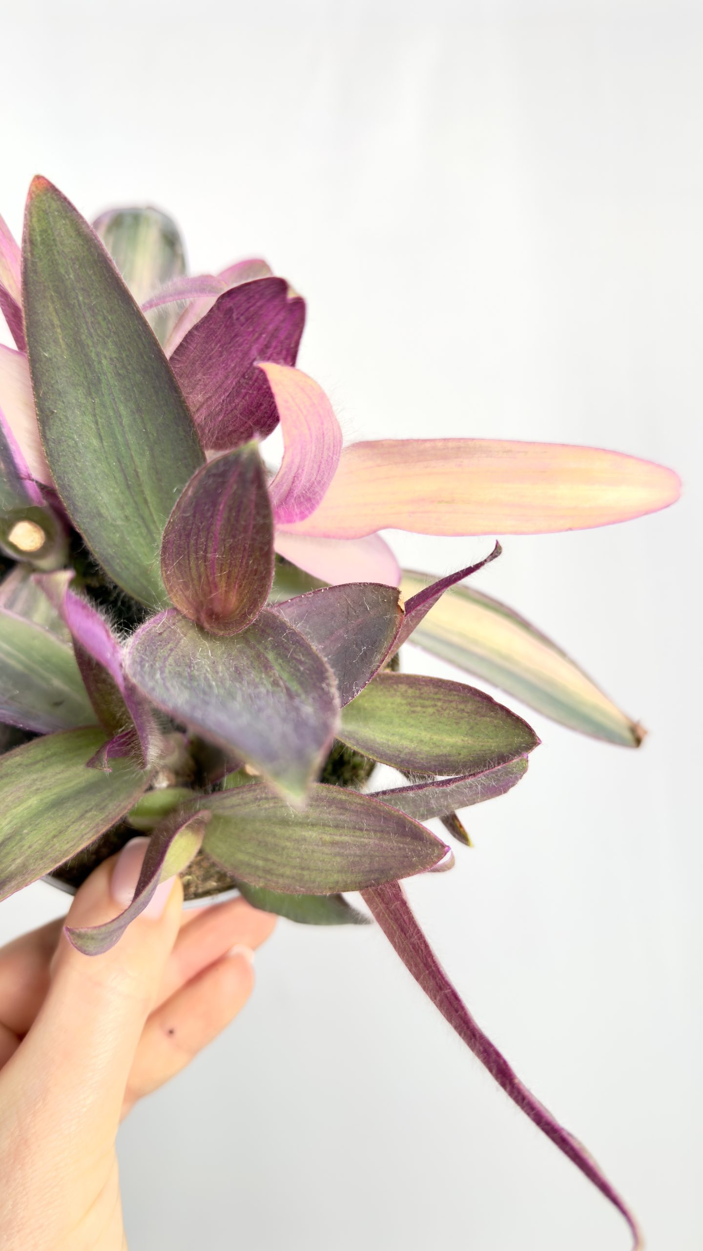 Tradescantia Purple Heart