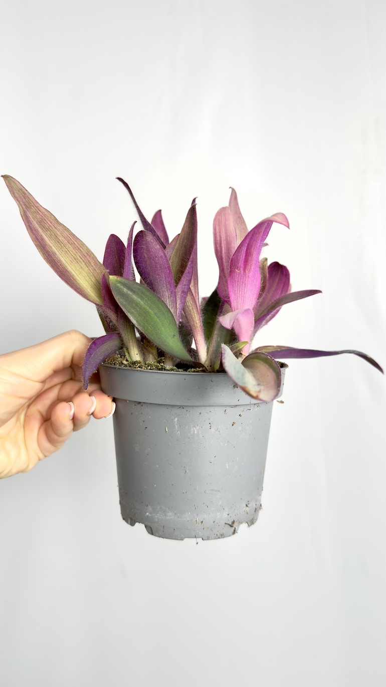 Tradescantia Purple Heart