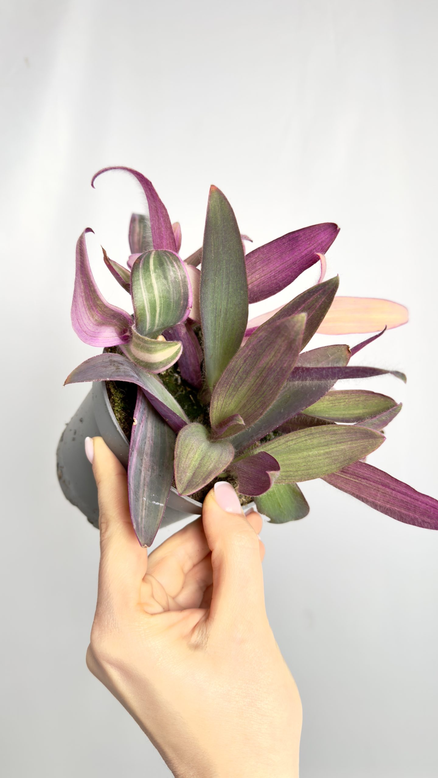 Tradescantia Purple Heart