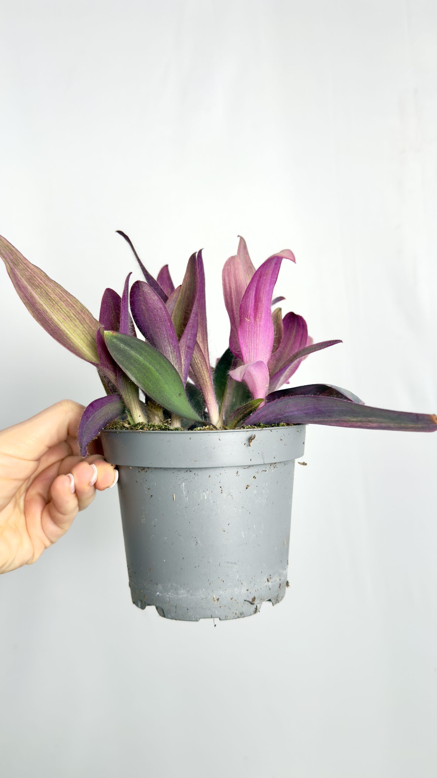 Tradescantia Purple Heart