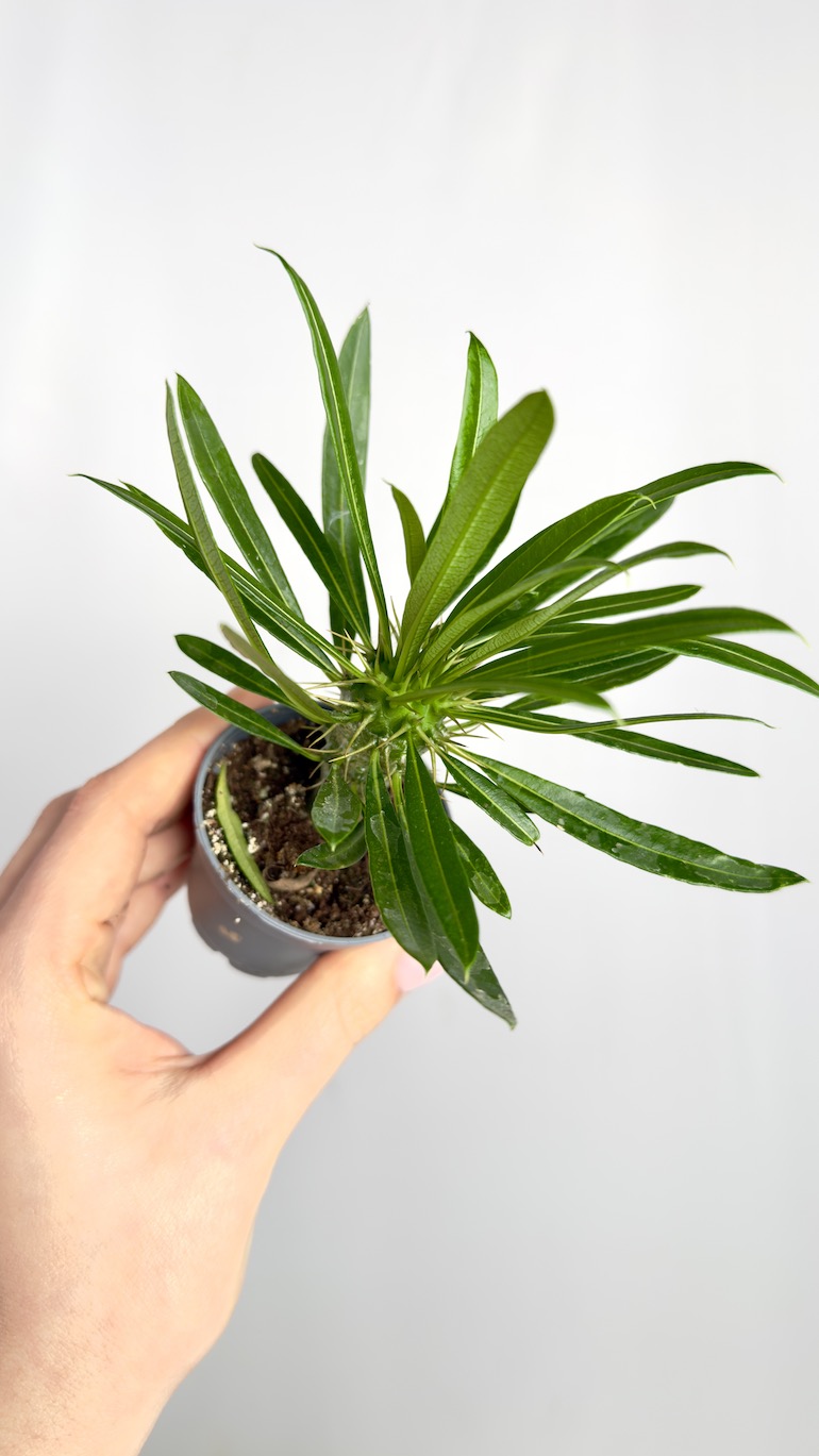 Pachypodium lamerei