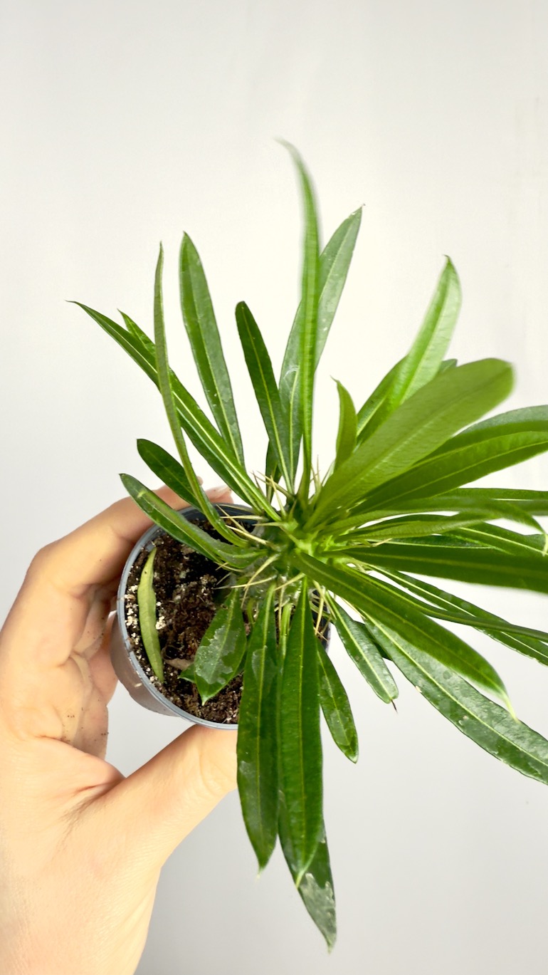 Pachypodium lamerei