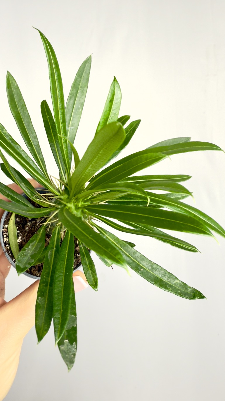Pachypodium lamerei