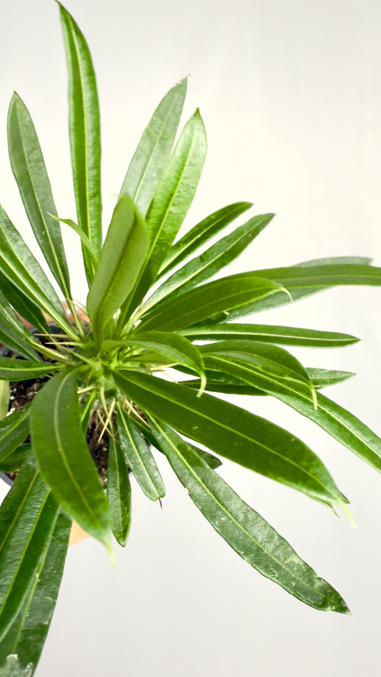 Pachypodium lamerei
