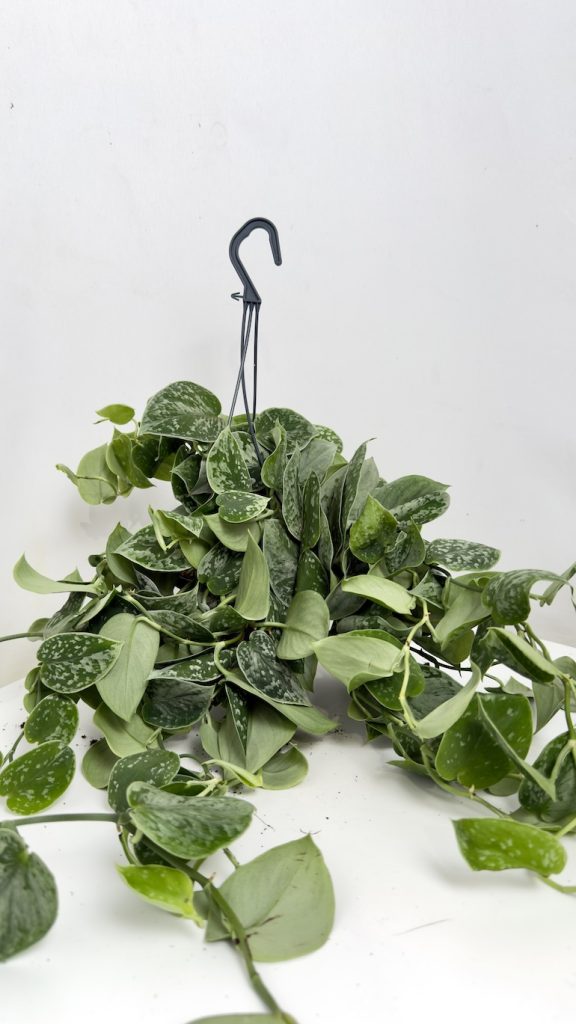 Scindapsus Pictus Silvery Ann