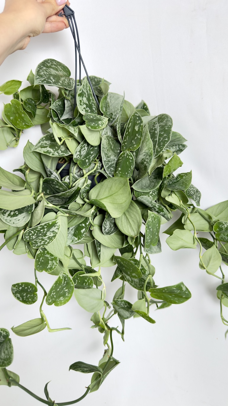Scindapsus Pictus Silvery Ann