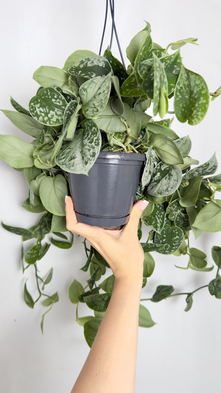 Scindapsus Pictus Silvery Ann