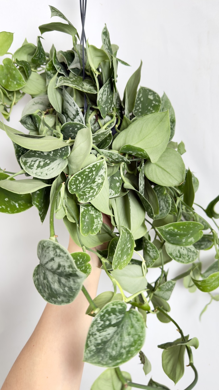 Scindapsus Pictus Silvery Ann