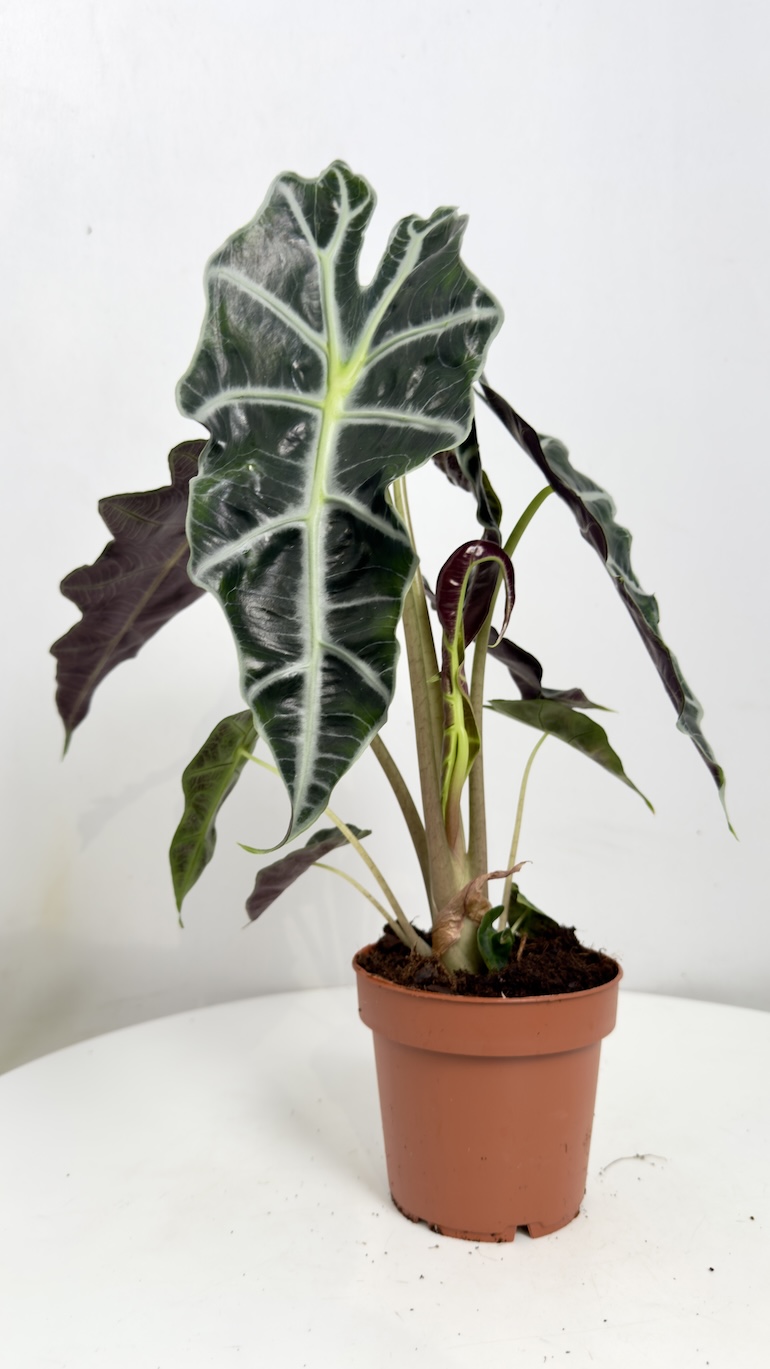 Alocasia Polly