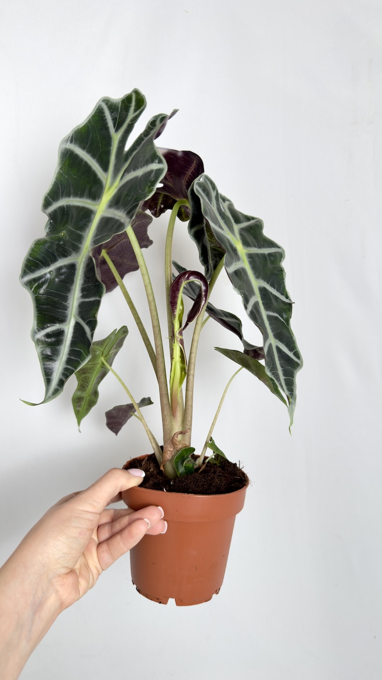 Alocasia Polly