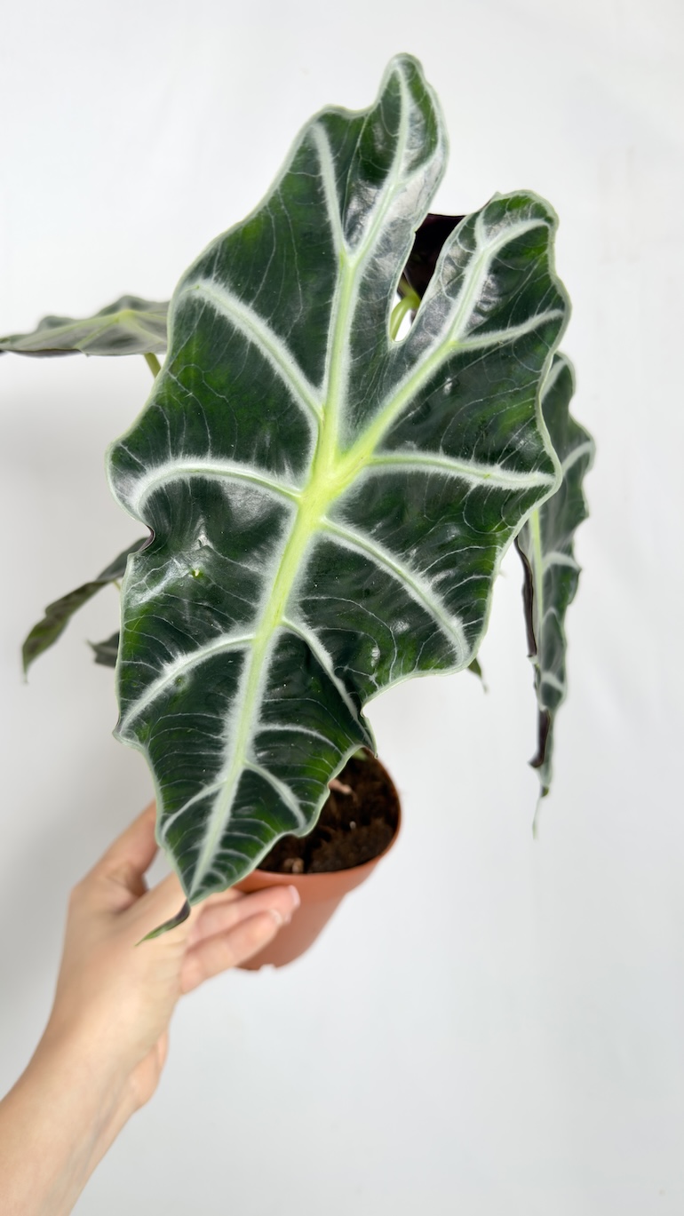 Alocasia Polly