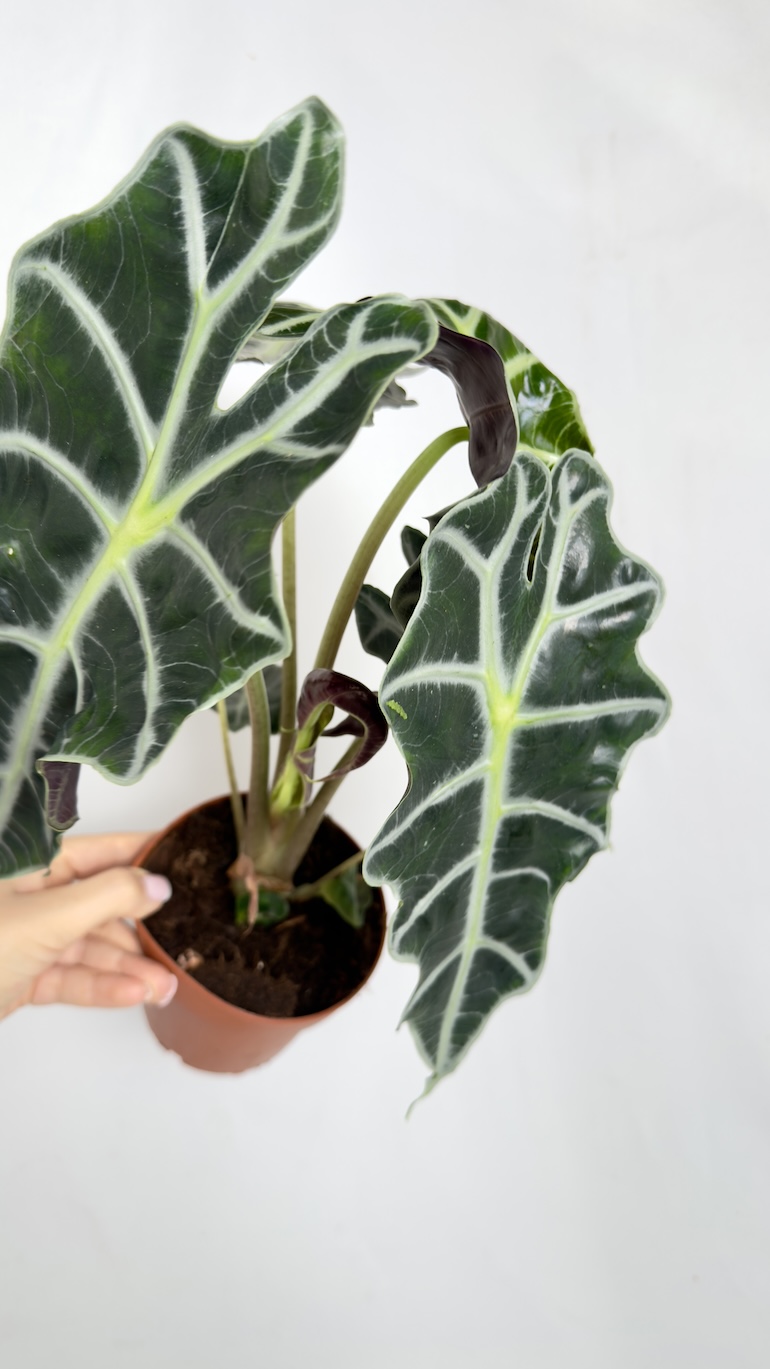 Alocasia Polly