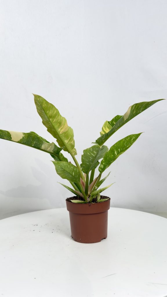 Philodendron Ring of Fire