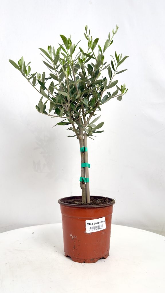 Olea europaea