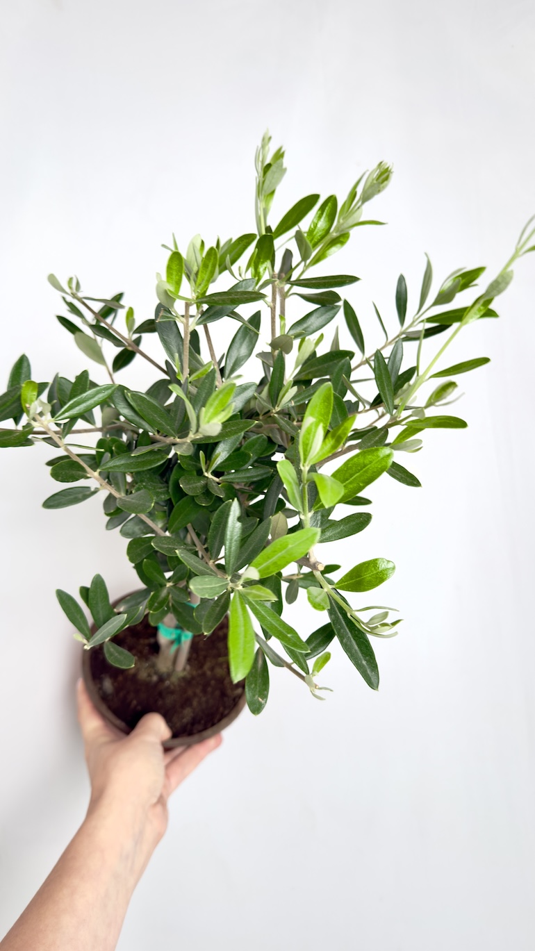 Olea europaea