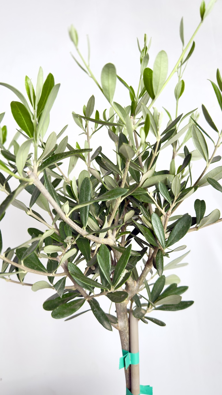 Olea europaea