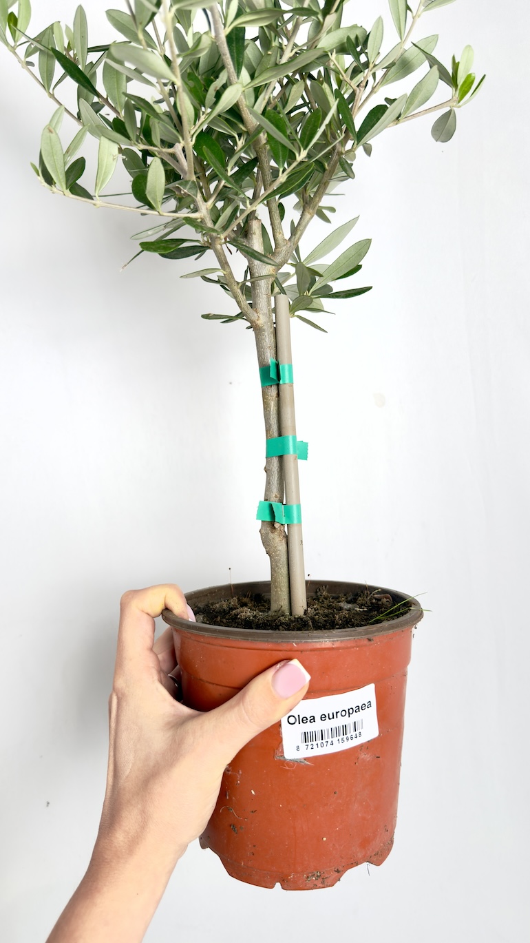 Olea europaea