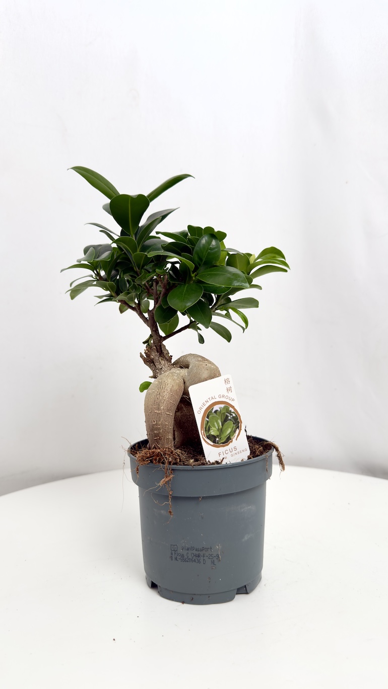 Ficus Ginseng