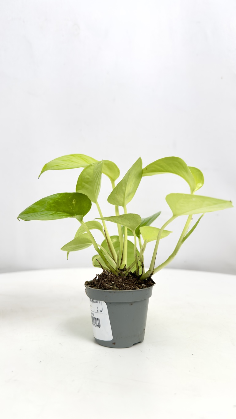 Philodendron Neon