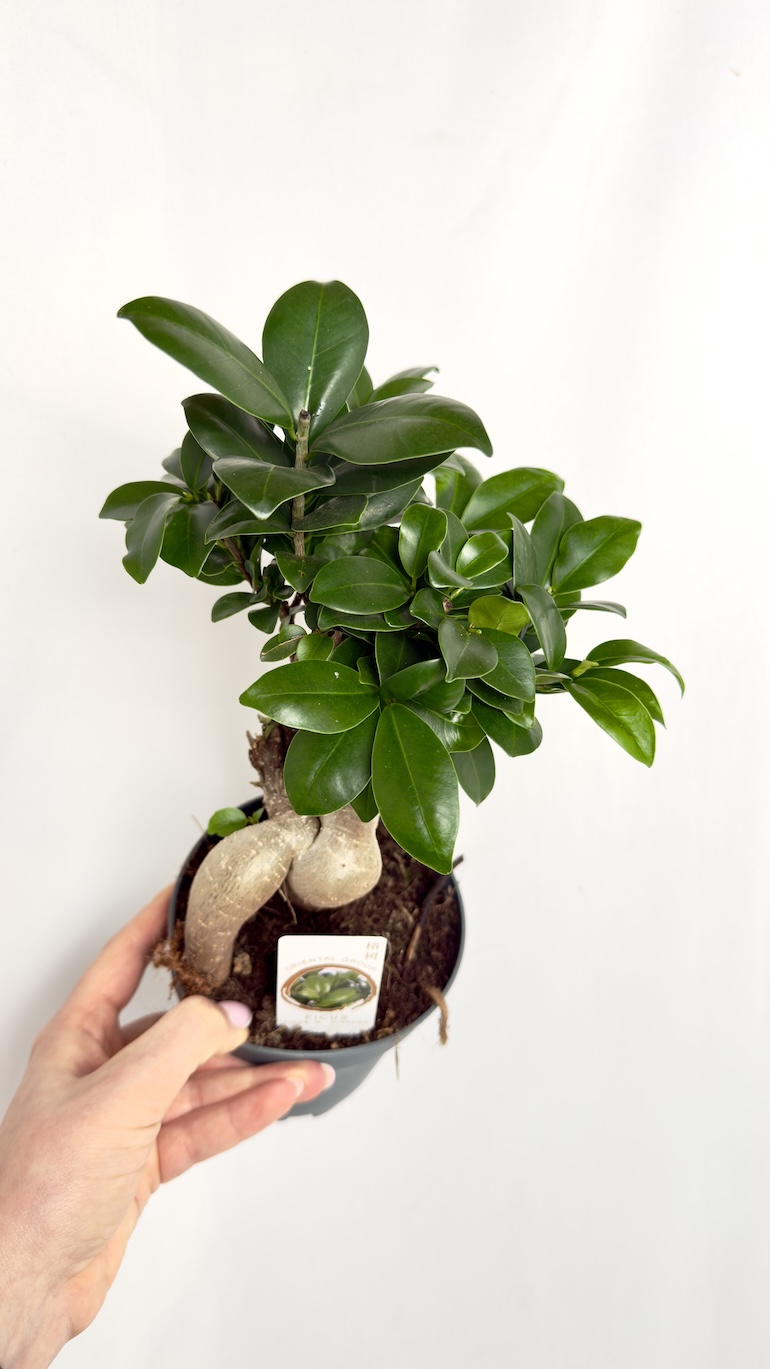 Ficus Ginseng