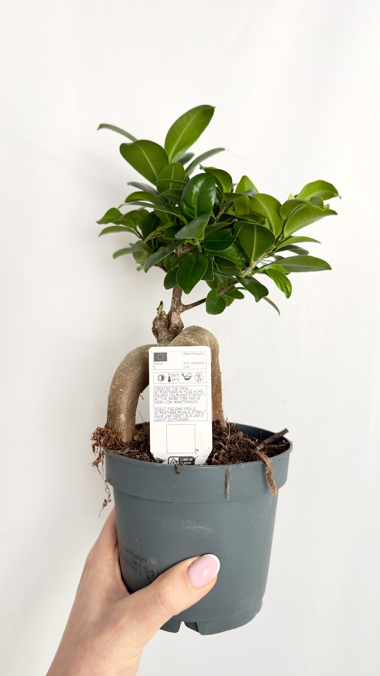 Ficus Ginseng