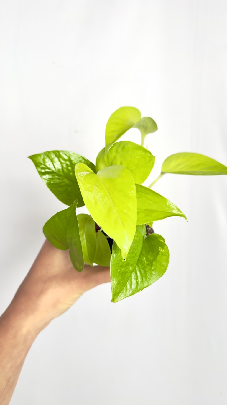 Philodendron Neon