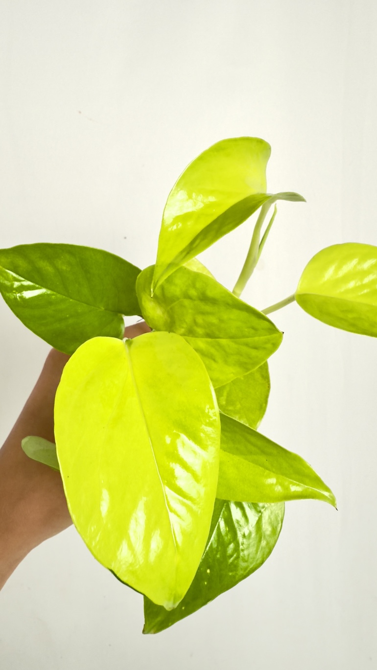 Philodendron Neon