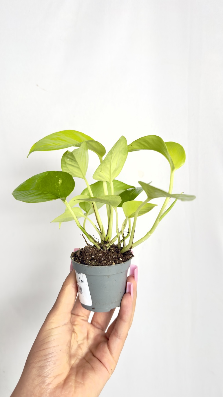 Philodendron Neon