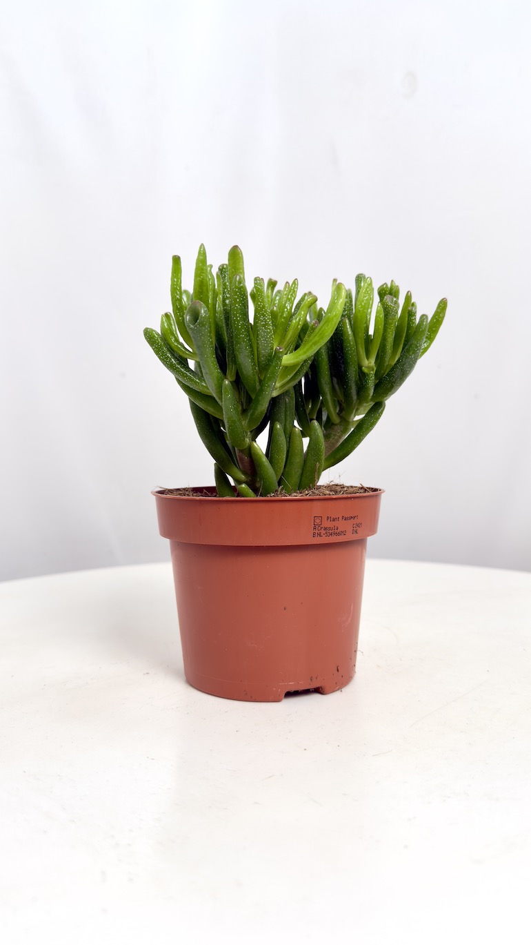 Crassula Hobbit