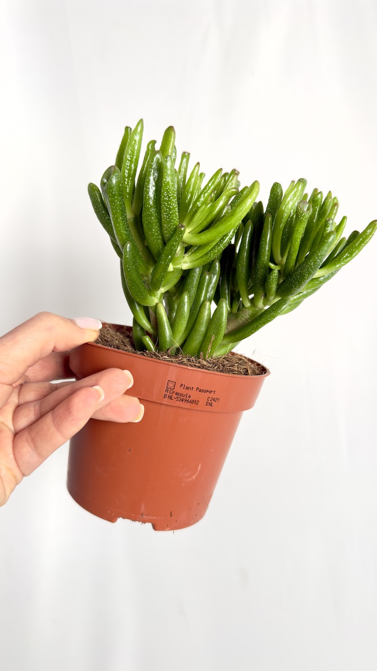 Crassula Hobbit