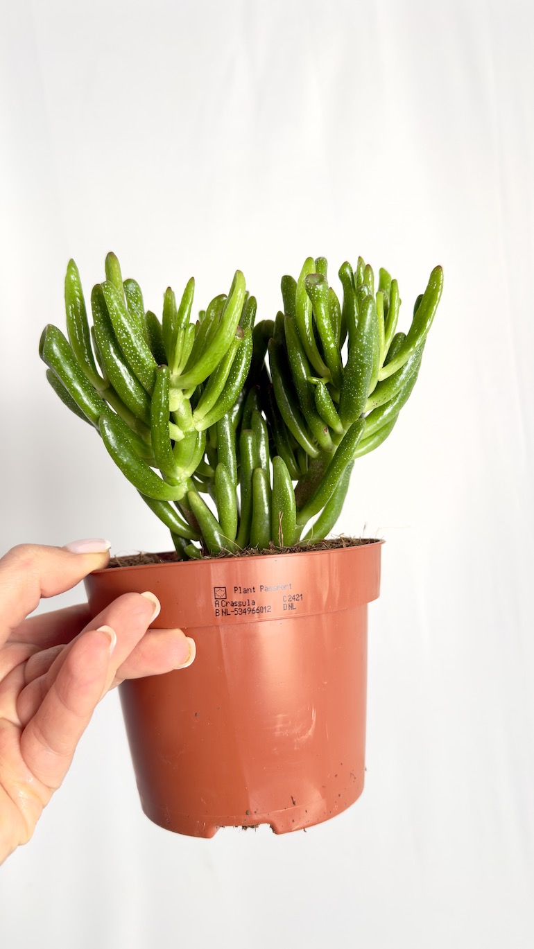 Crassula Hobbit