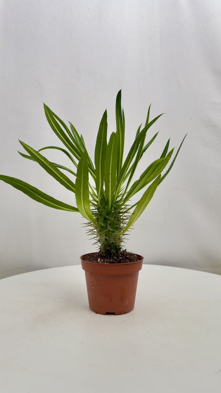 Pachypodium lamerei