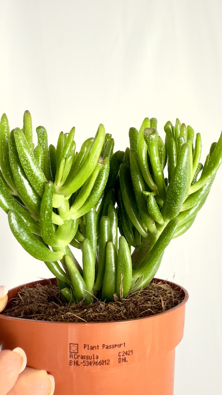 Crassula Hobbit