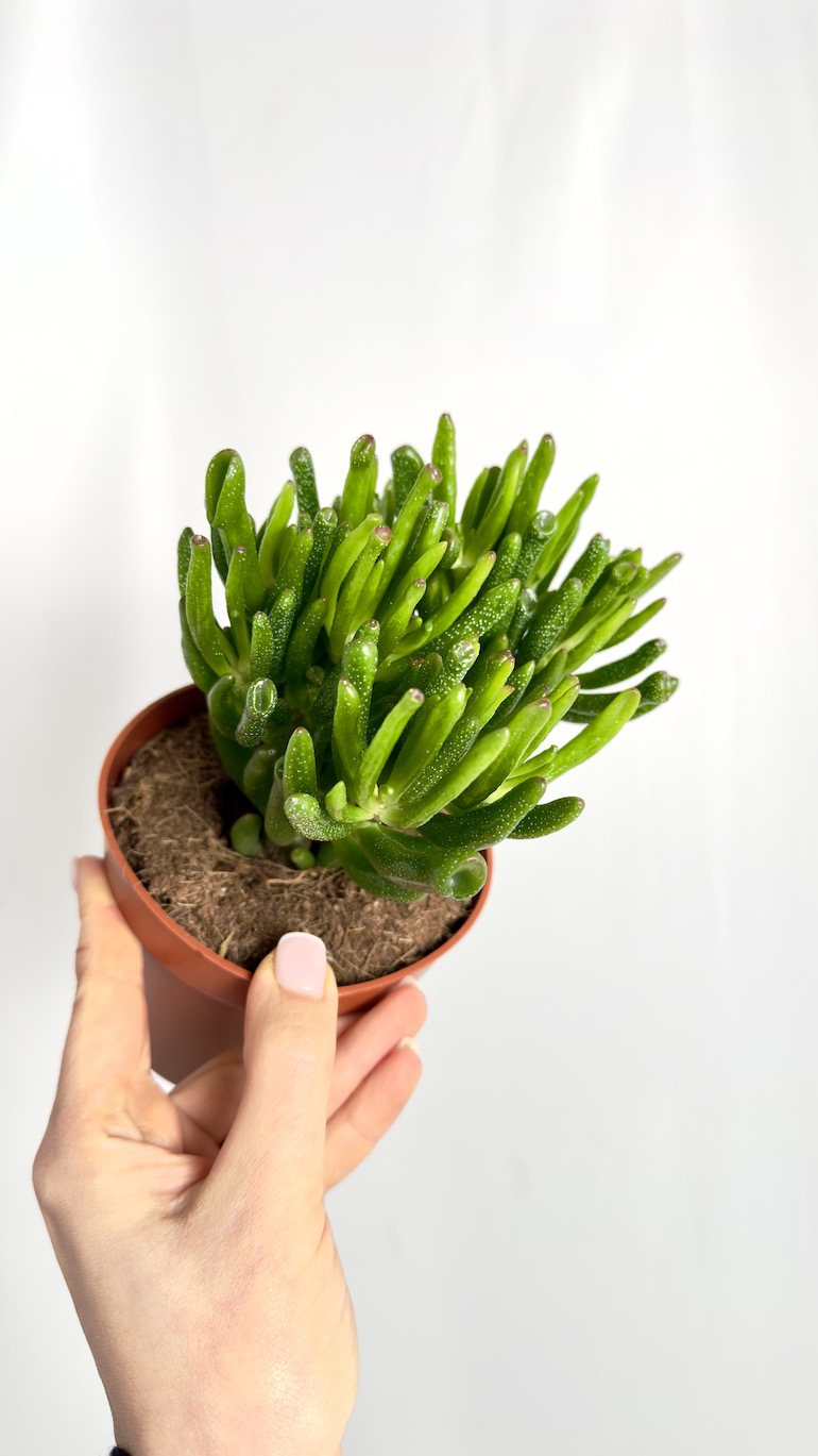 Crassula Hobbit