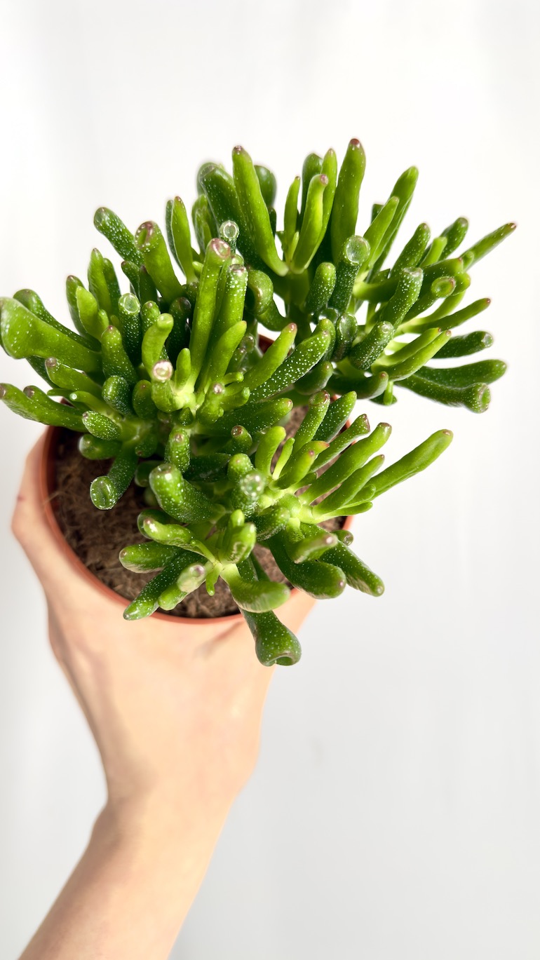 Crassula Hobbit