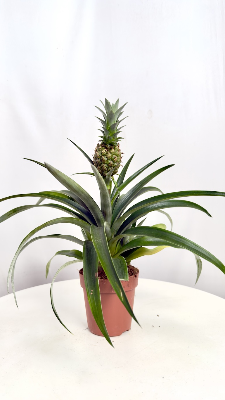 Ananas Corona