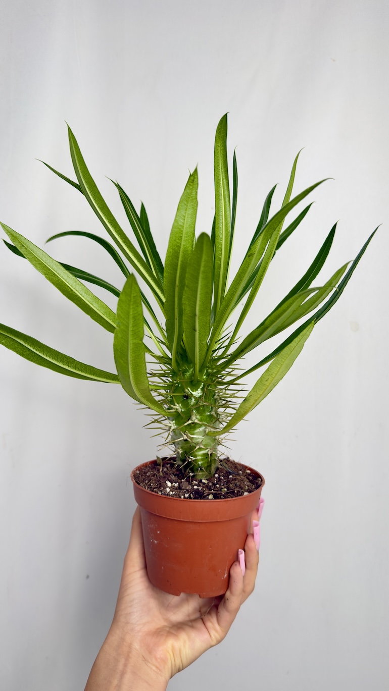 Pachypodium lamerei