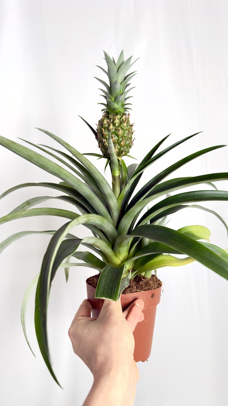 Ananas Corona
