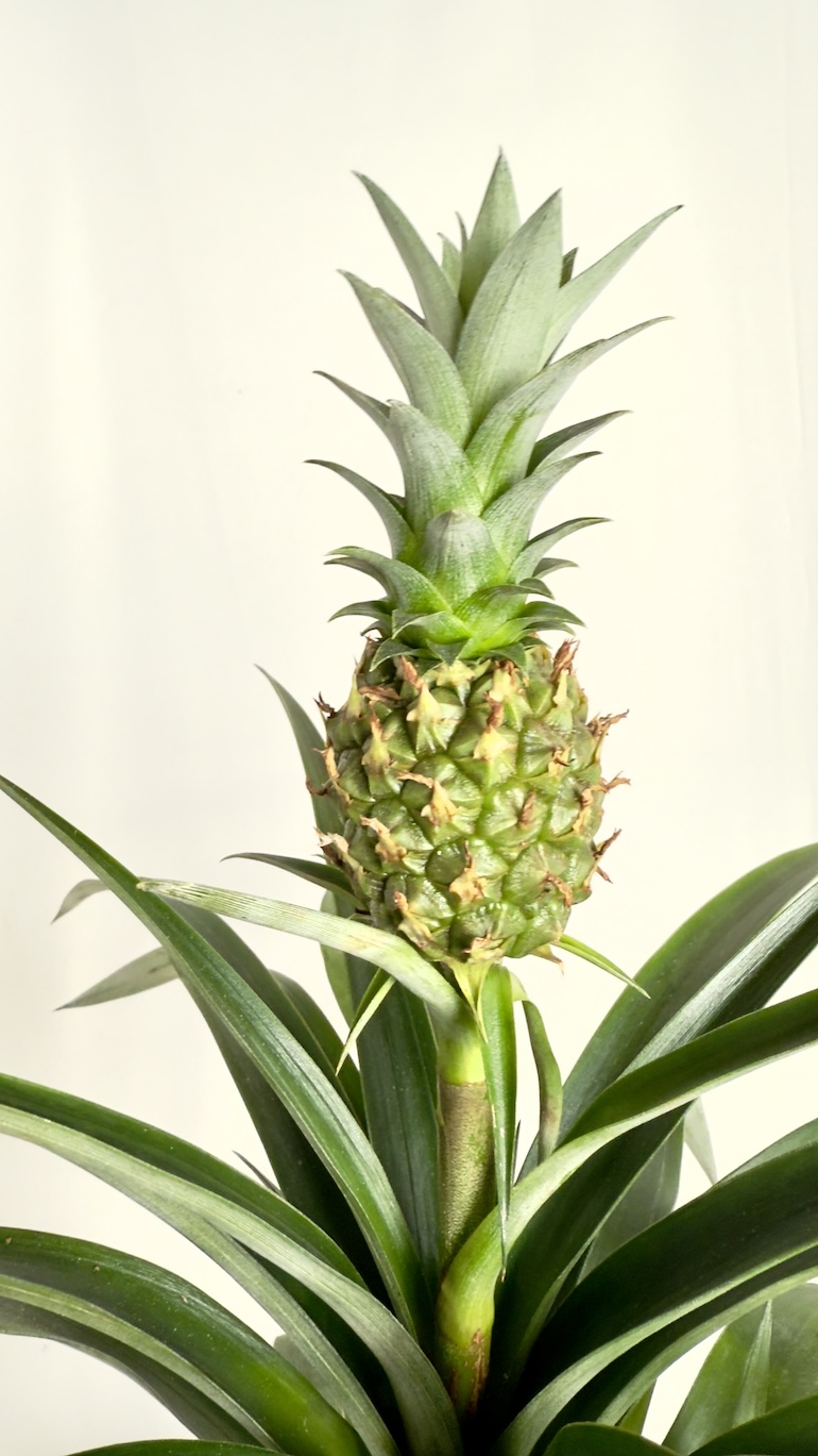 Ananas Corona