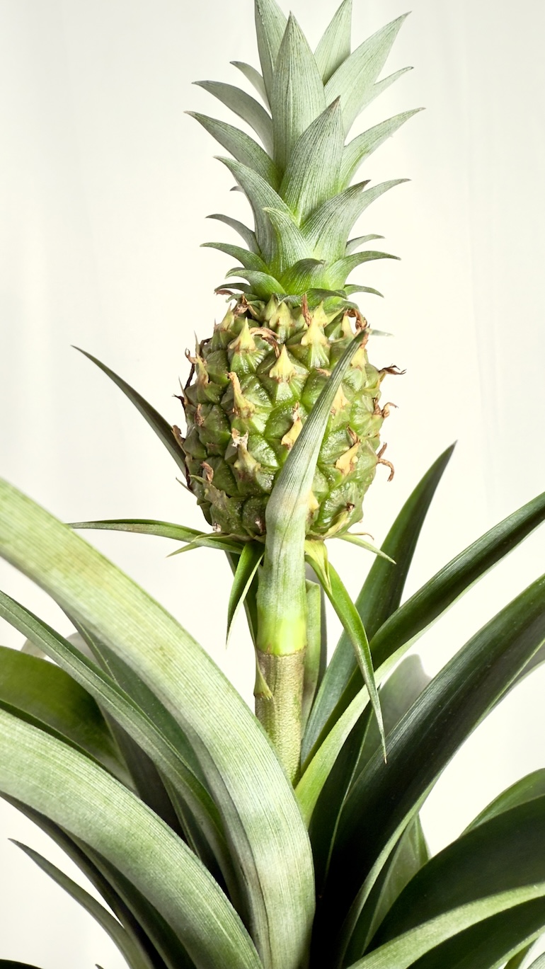 Ananas Corona
